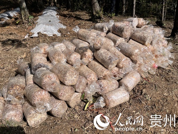 2023年貴陽(yáng)貴安林下紅托竹蓀種植進(jìn)行中。人民網(wǎng) 陳潔泉攝