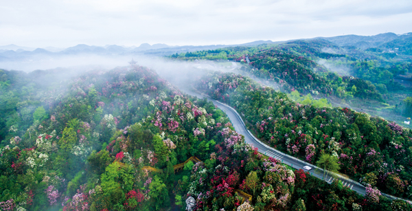 畢節市百里杜鵑旅游公路。張祥兵攝