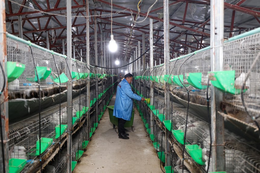 王建剛在為兔子投食。