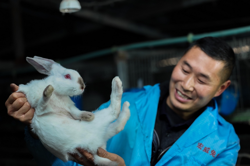 宋勝德在察看兔子生長情況。