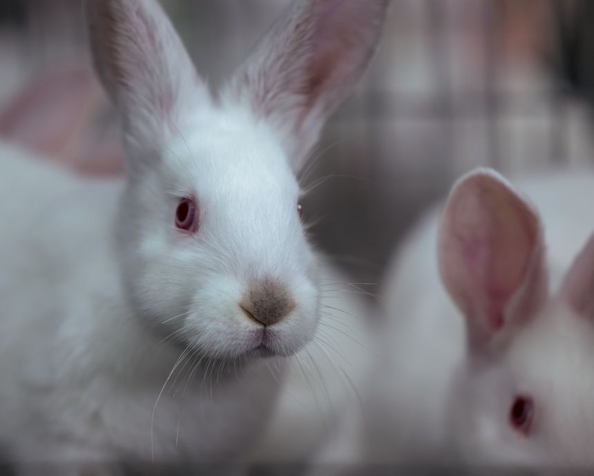 元寶村三田灣種養殖專業合作社拍攝的兔子。