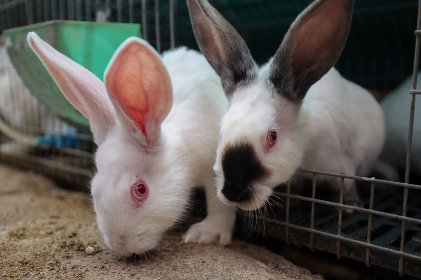 水塘村欣源種養殖專業合作社拍攝的兔子。