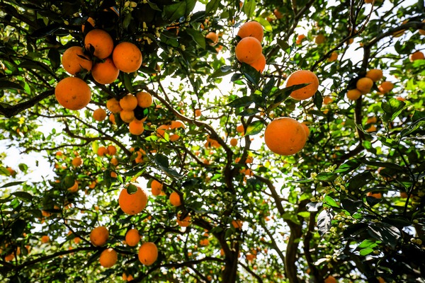 畢節市七星關區清水鋪鎮橙滿園社區碩果累累。陳曦攝