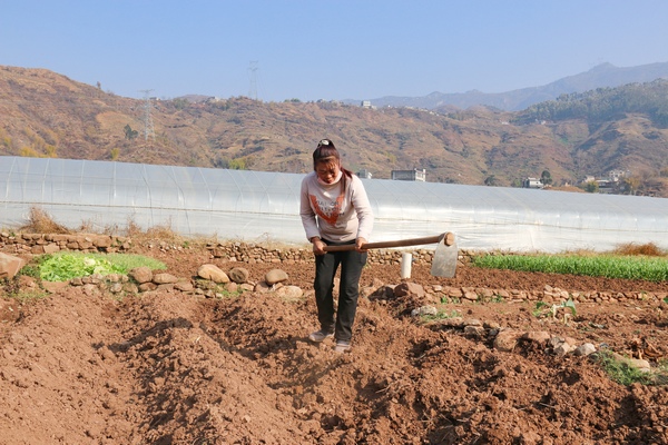 2月6日，威寧縣金鐘鎮(zhèn)夸都社區(qū)種植早熟玉米的群眾在打窩。趙慶能攝
