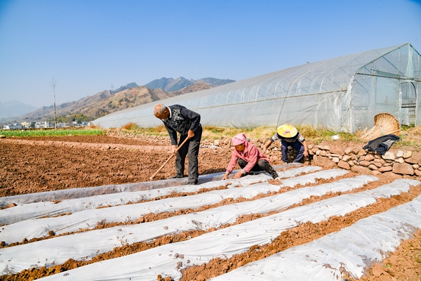 2月6日，威寧縣金鐘鎮(zhèn)夸都社區(qū)種植早熟玉米的群眾在覆膜。趙慶能攝