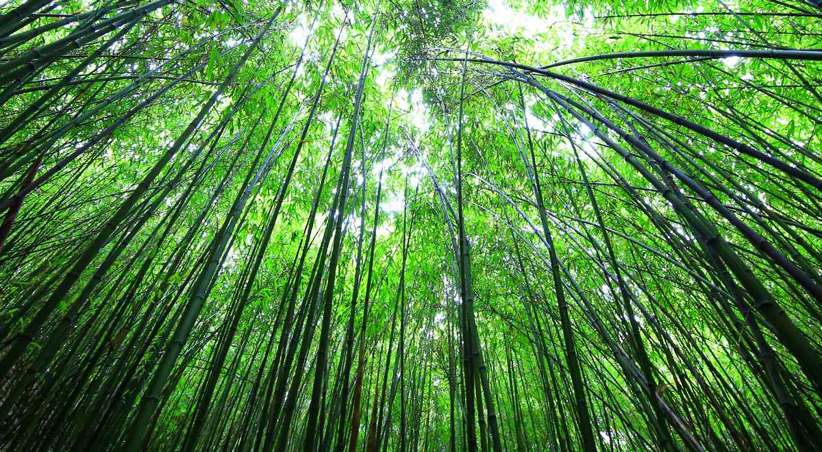 方竹林。楊茂華攝