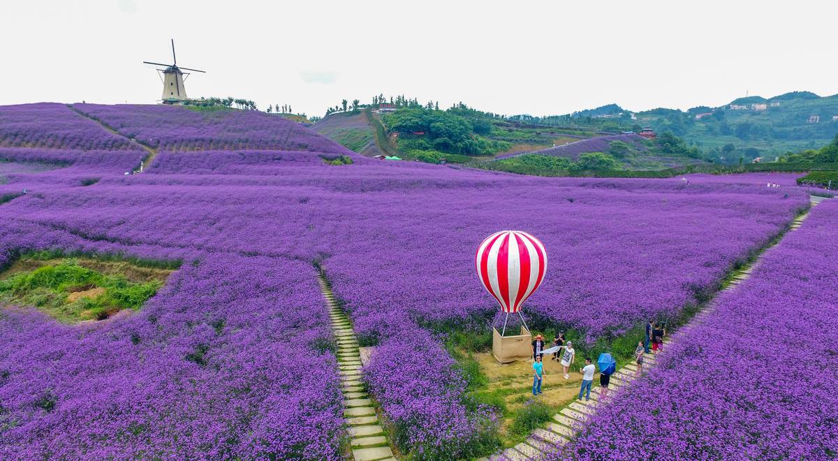 婁山關花海。王印攝