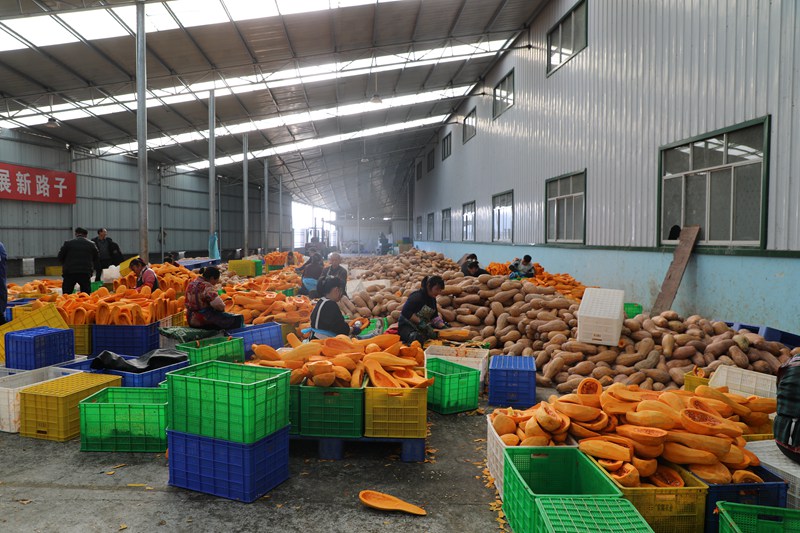 織金南瓜深加工，帶領群眾去致富