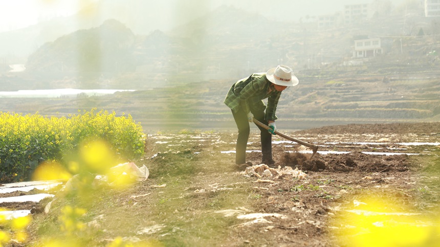 2月13日，村民在貴州省大方縣石桅村早熟糯玉米基地起壟。周訓貴攝