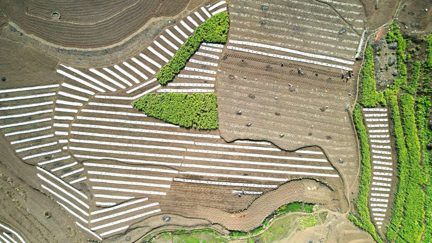 2月13日，貴州省大方縣石桅村早熟糯玉米基地航拍。李靈攝