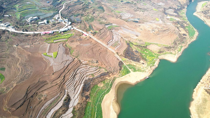 2月13日，貴州省大方縣石桅村早熟糯玉米基地航拍。李靈攝