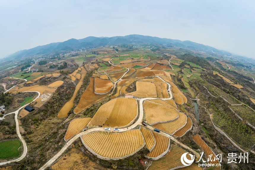 航拍貴州福泉市陸坪鎮羅坳村高標準農田示范區。人民網 涂敏攝