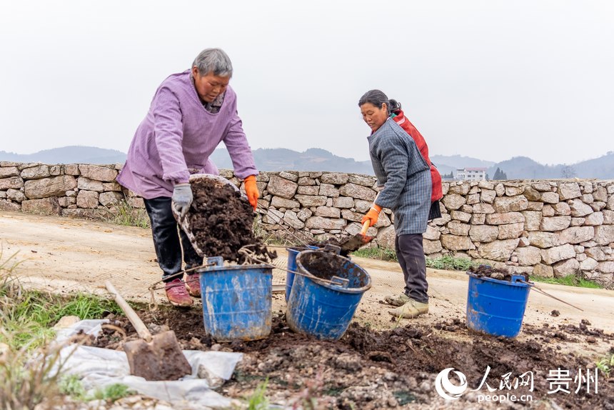村民準備將發酵好的農家肥撒進田間。人民網 涂敏攝