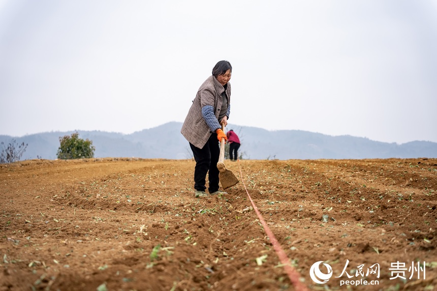 村民正在整理土地。人民網(wǎng) 涂敏攝