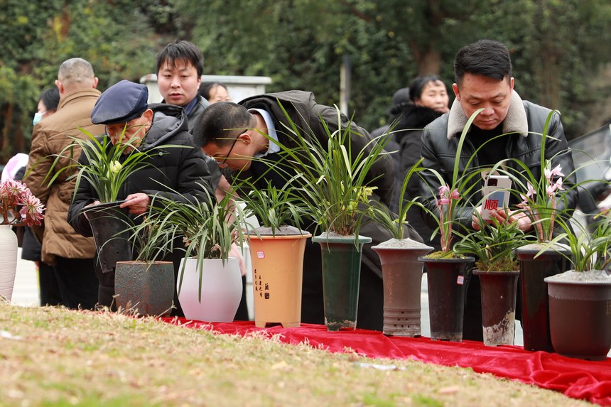 劍河縣舉行的迎春蘭花展活動現場。