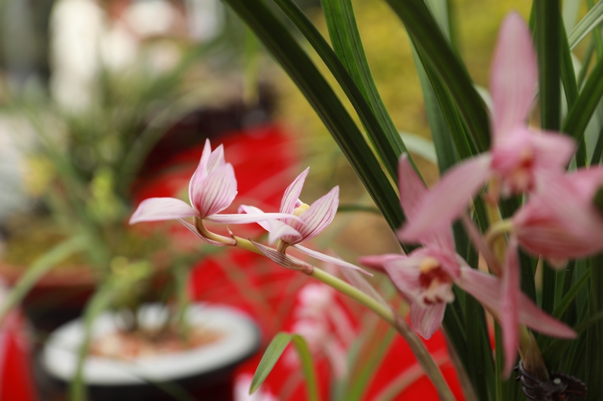 在劍河縣蘭花展上拍攝到的精品蘭花。