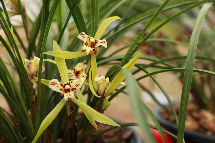 在劍河縣蘭花展上拍攝到的精品蘭花。