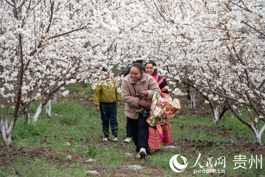 游客在櫻桃園中賞花踏青。人民網(wǎng) 涂敏攝