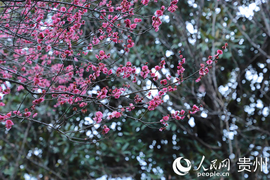2月24日拍攝的已綻放的“春花”。人民網 顧蘭云攝