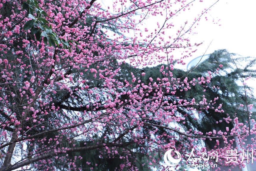 2月24日拍攝的已綻放的“春花”。人民網 顧蘭云攝