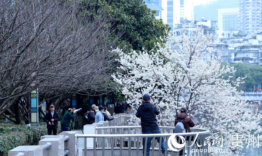 2月24日拍攝的已綻放的“春花”。人民網 顧蘭云攝