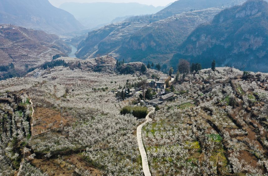 2月27日，貴州省大方縣貓場鎮櫻桃種植基地航拍。周訓貴攝