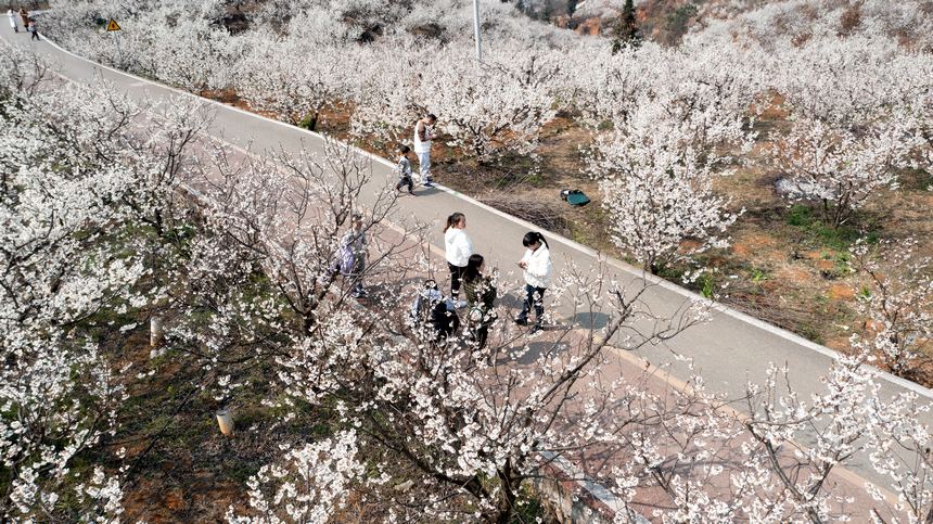 櫻桃花開春色美。