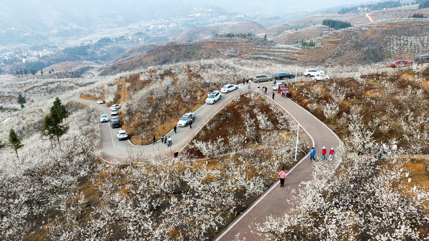 櫻桃花開春色美。