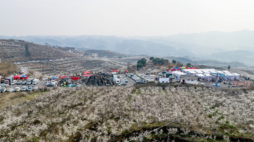 櫻桃花開春色美。