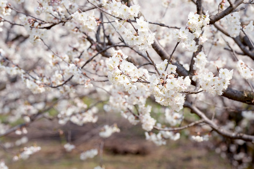 櫻桃花開春色美。