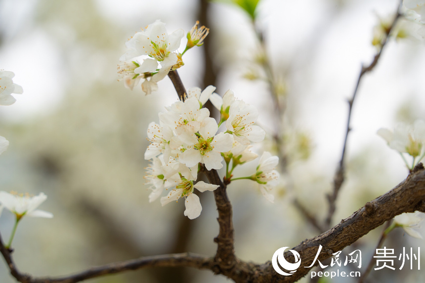 貴州省安順市鎮寧縣六馬鎮的李花綻放。人民網 陽茜攝