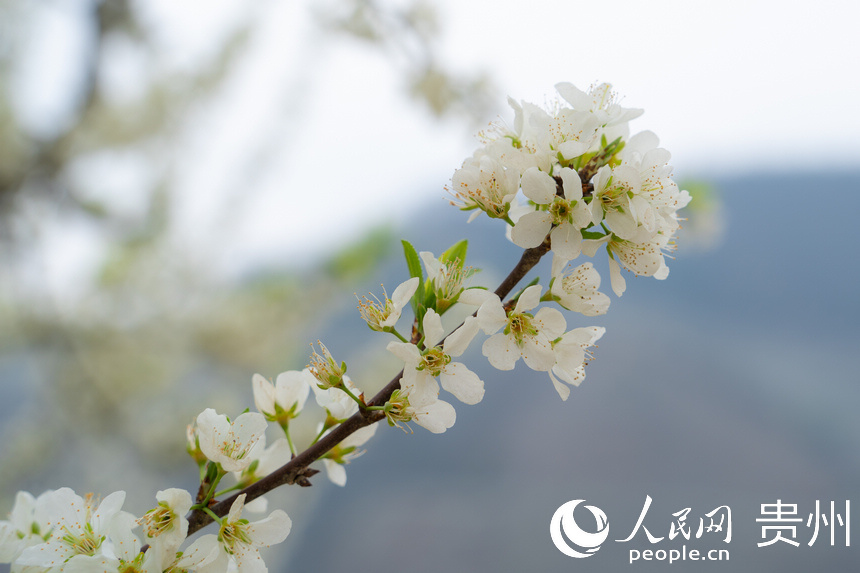 潔白的花朵綴滿枝頭。人民網(wǎng) 陽茜攝