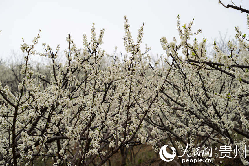 六馬鎮李花目前正值盛花期。人民網 陽茜攝
