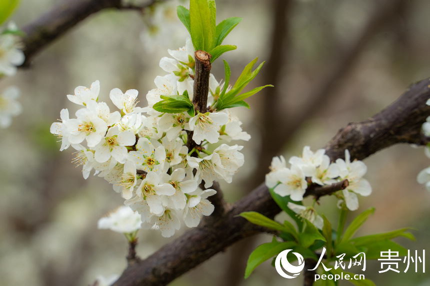 六馬鎮迎來了一年中“最浪漫”的季節。人民網 陽茜攝