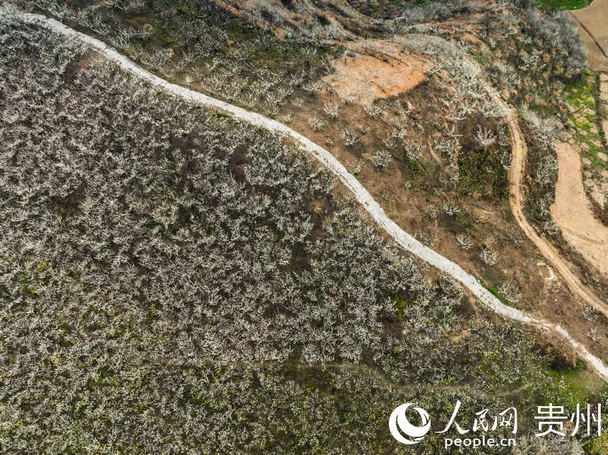 漫山遍野的李花。人民網 陽茜攝