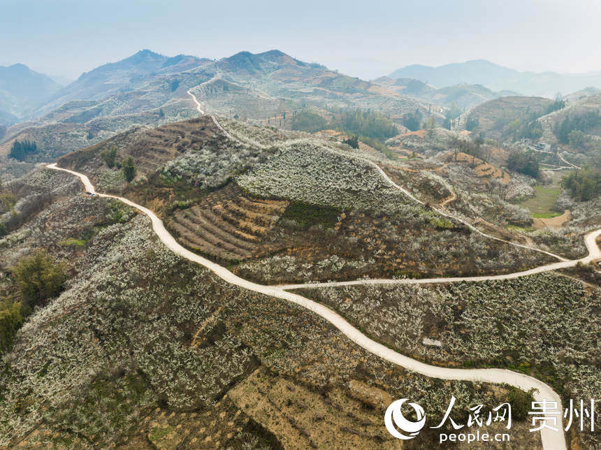 鎮寧縣六馬鎮的李花遍布山頭。人民網 陽茜攝