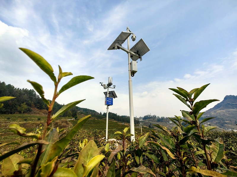 “白葉一號”基地安裝上了高清數(shù)字攝像頭。 多彩貴州網(wǎng)供圖.jpg