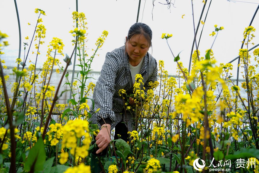 村民在保溫大棚里查看蔬菜的生長狀態。人民網 陽茜攝