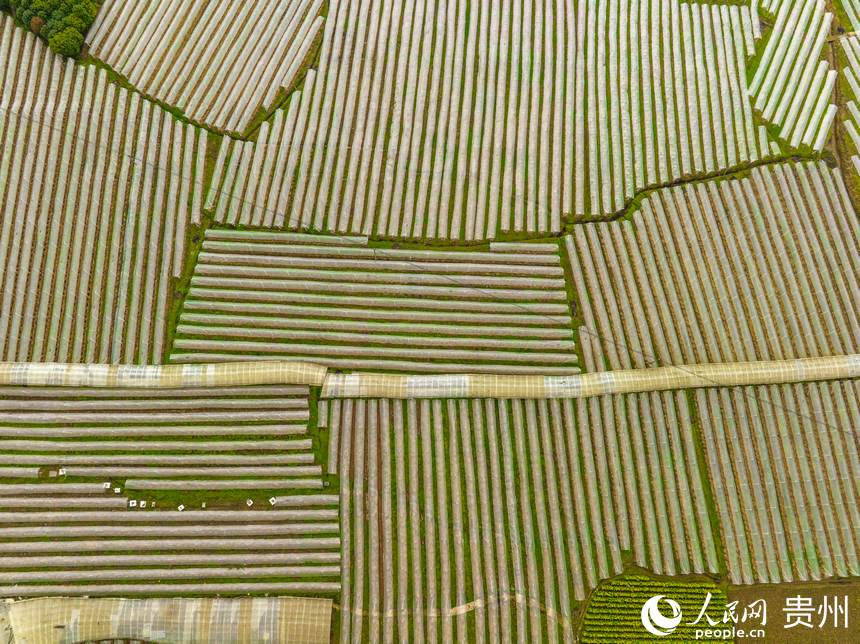 銀江村蔬菜大棚基地。人民網 陽茜攝