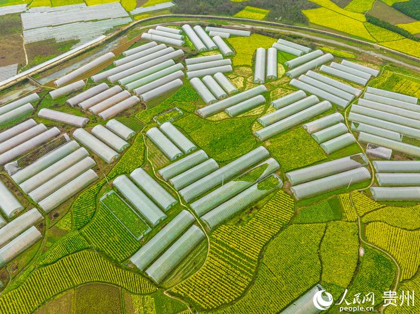 銀江蔬菜基地種植的果蔬品種共有30余種。人民網(wǎng) 陽茜攝