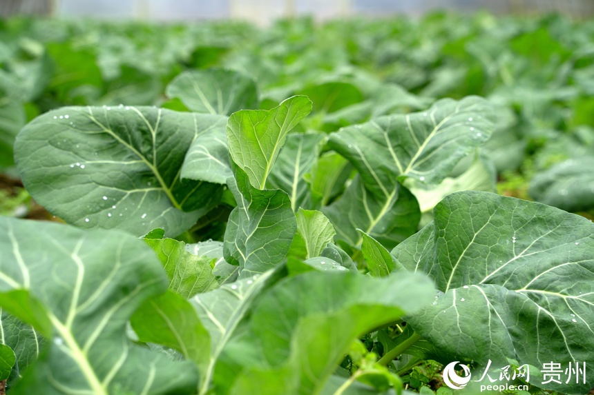 長勢喜人的花菜已進入成熟期。人民網 陽茜攝