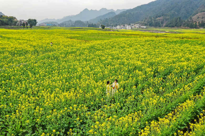 游客在油菜田間游玩。