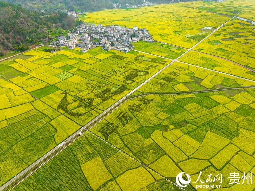 村居坐落在大片的油菜花田中間。人民網 陽茜攝