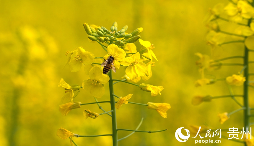蜜蜂停留在司前壩區的油菜花上。人民網 陽茜攝