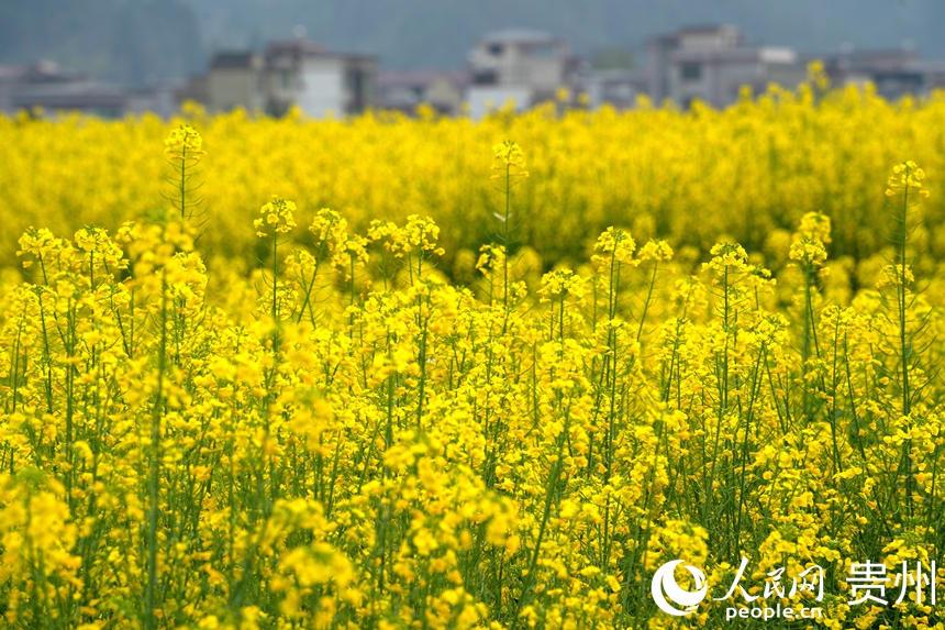 盛放的油菜花搖曳在春風里。人民網 陽茜攝