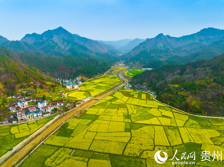 司前壩區的油菜花種植面積已達10000余畝。人民網 陽茜攝