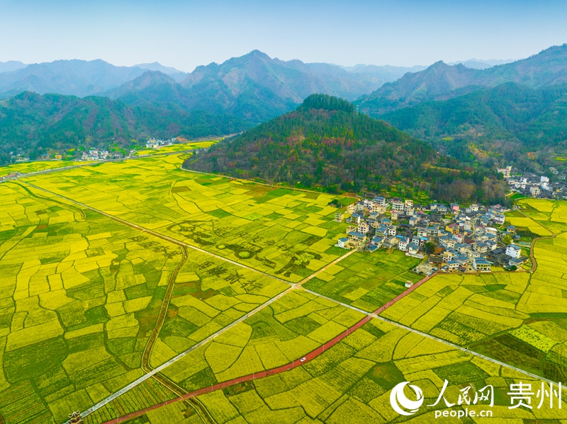 貴州省銅仁市碧江區瓦屋鄉司前壩區的油菜花田。人民網 陽茜攝