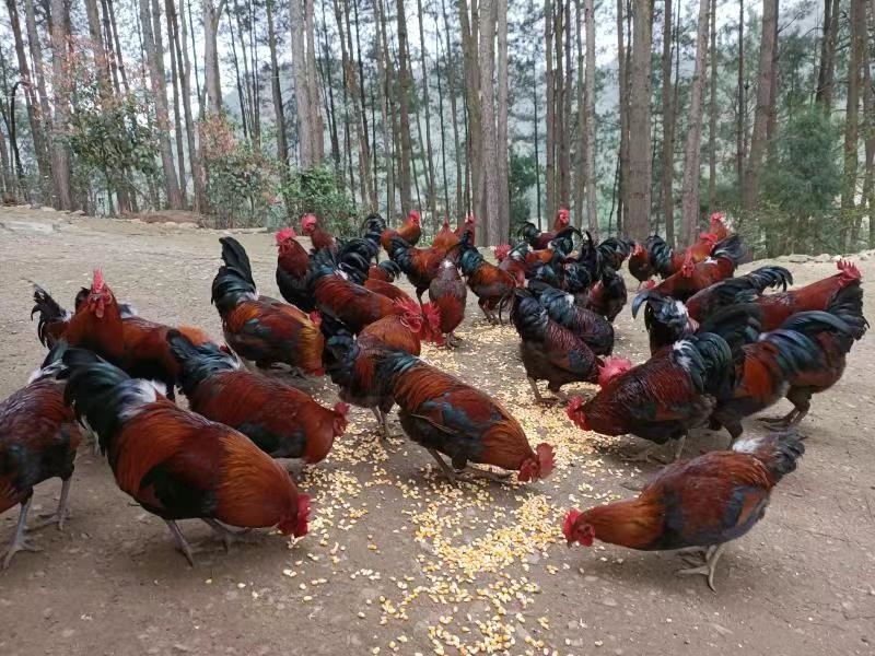 凱里香爐山雞。