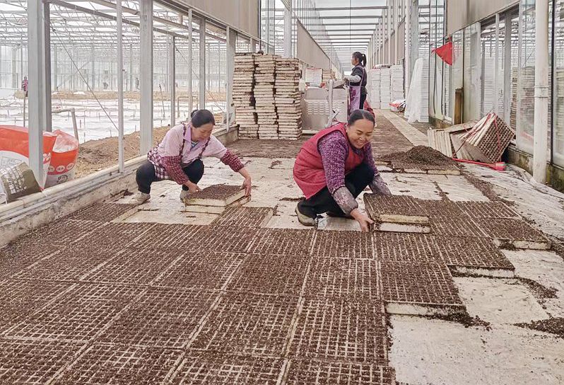 舟溪舟南辣椒育苗場景。