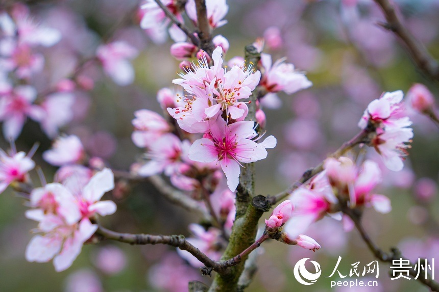 粉里透紅的桃花綴滿枝頭。人民網 陽茜攝